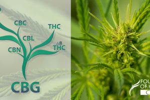What is CBG? The Mother of all Cannabinoids