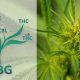 What is CBG? The Mother of all Cannabinoids